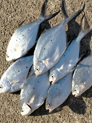 コバンアジの釣果