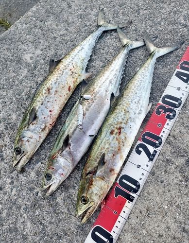 サゴシの釣果
