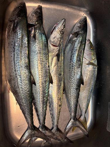 サワラの釣果