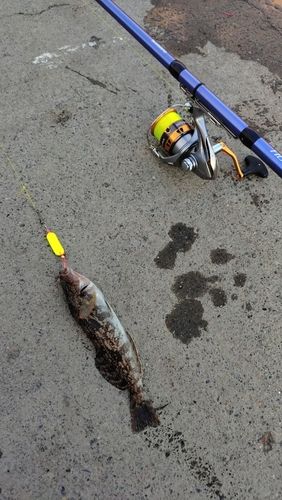 アイナメの釣果