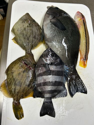 カワハギの釣果