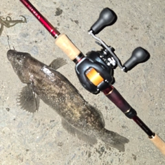 アイナメの釣果