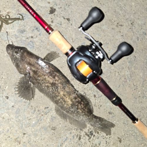 アイナメの釣果