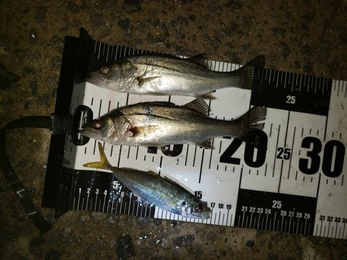 セイゴ（マルスズキ）の釣果