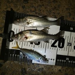 セイゴ（マルスズキ）