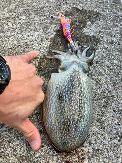 シリヤケイカの釣果
