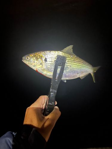 東京湾（アクアライン〜富津）