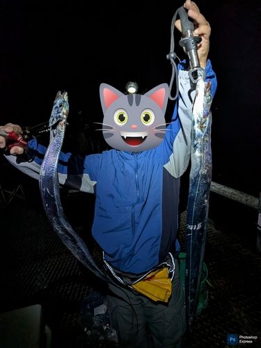 タチウオの釣果