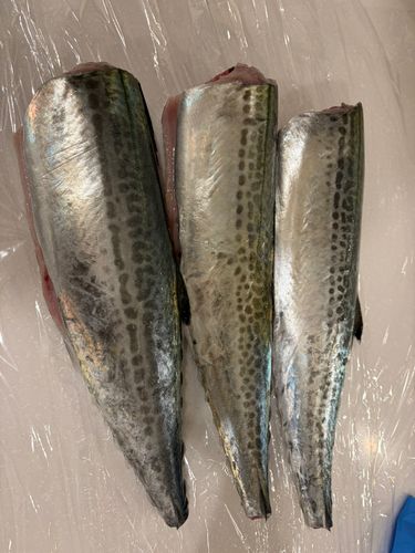 サゴシの釣果