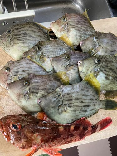 カワハギの釣果