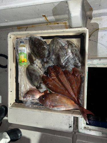 コウイカの釣果