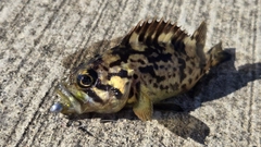 タケノコメバルの釣果