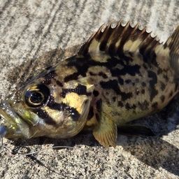 タケノコメバル