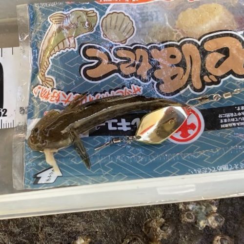 マハゼの釣果