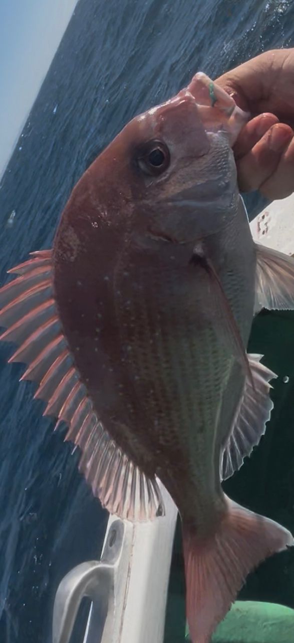 はまぶたさんの釣果 2枚目の画像