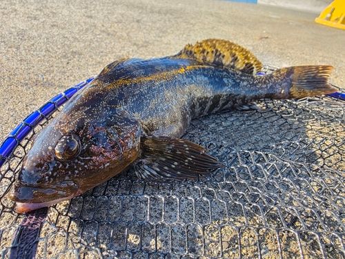 アイナメの釣果