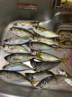 アジの釣果