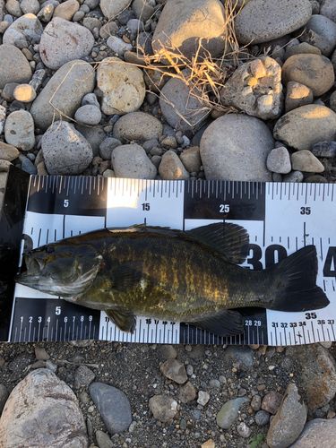 スモールマウスバスの釣果