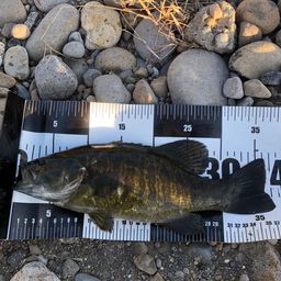 スモールマウスバス