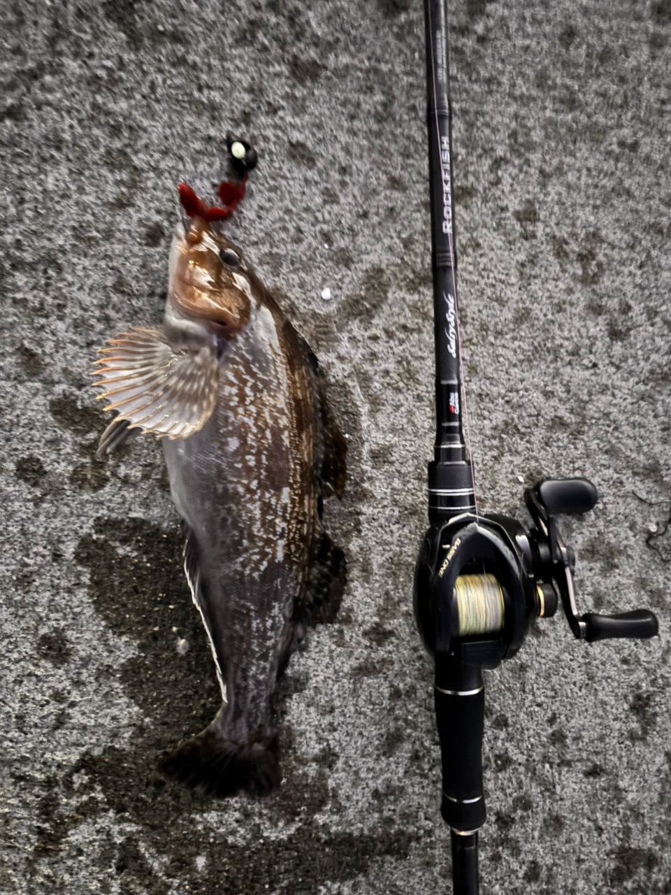 AbuGarcia ソルティースタイルロックフィッシュ STRC-802EXH-KRの最