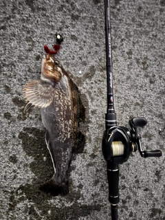 アブラコの釣果