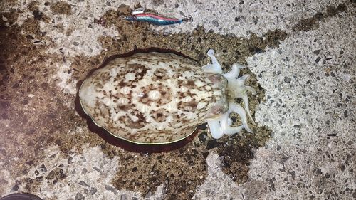 モンゴウイカの釣果