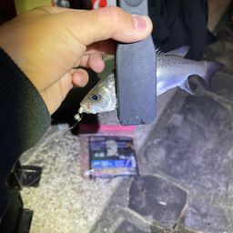 セイゴ（マルスズキ）