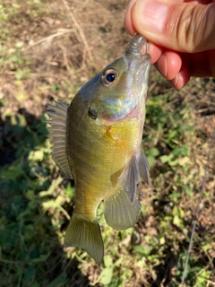 ブルーギルの釣果