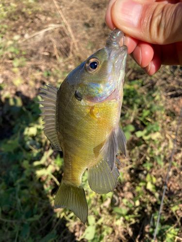 ブルーギルの釣果
