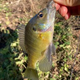 ブルーギル
