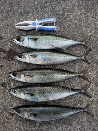 三陸海岸（宮城）