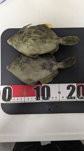 カワハギの釣果