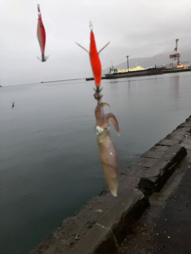 マメイカの釣果