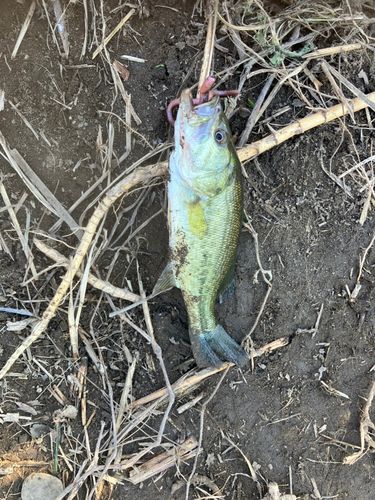 ラージマウスバスの釣果
