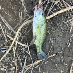 ラージマウスバス