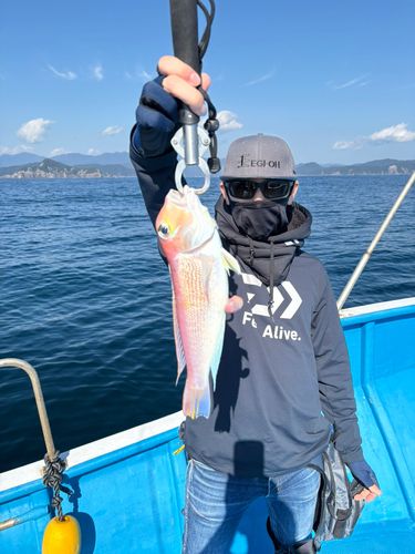 アカアマダイの釣果