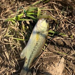 ラージマウスバス