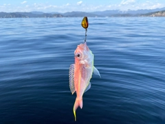 イトヨリダイの釣果