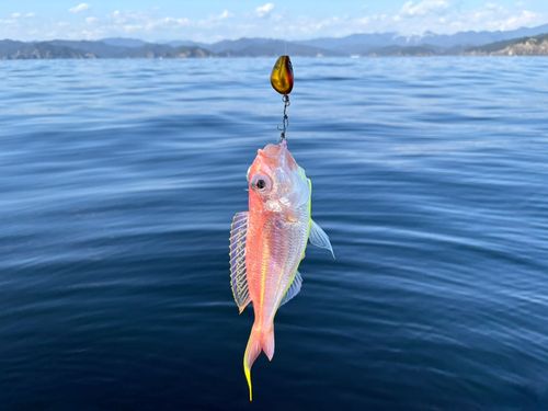 イトヨリダイの釣果