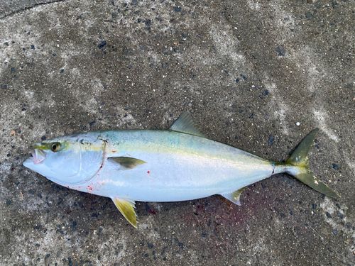 田之浦港（倉敷）