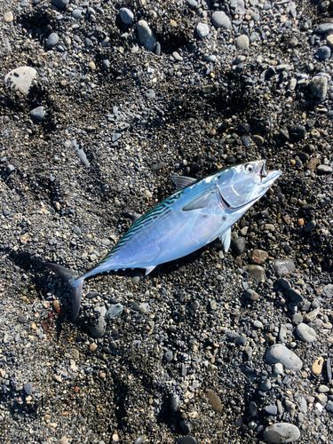 スマカツオの釣果