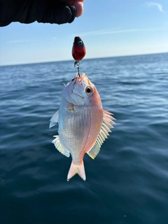 レンコダイの釣果