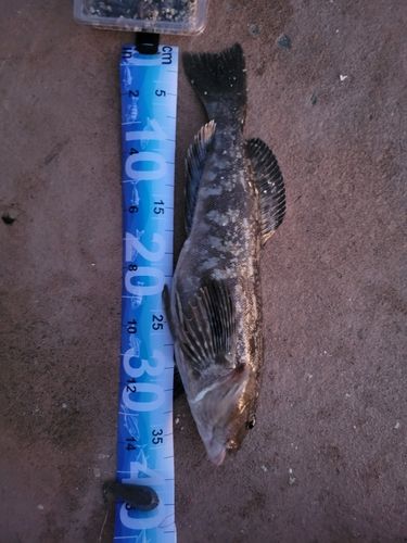 アイナメの釣果