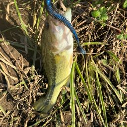 ラージマウスバス