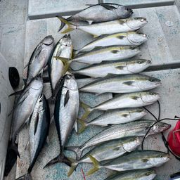 コシナガマグロ