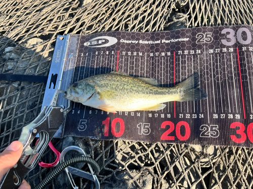 ラージマウスバスの釣果