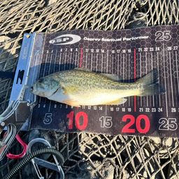 ラージマウスバス