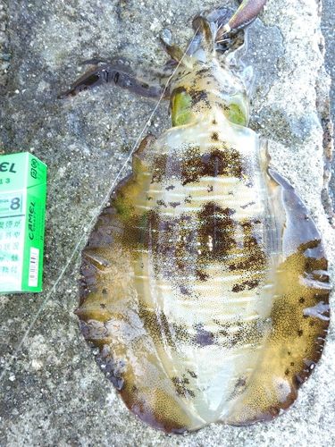 アオリイカの釣果