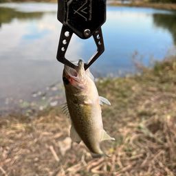 ラージマウスバス