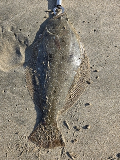 ヒラメの釣果